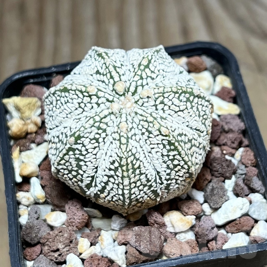 SHPR30616 Astrophytum asterias ‘Super kabuto’ x myriostigma ‘Onzuka’