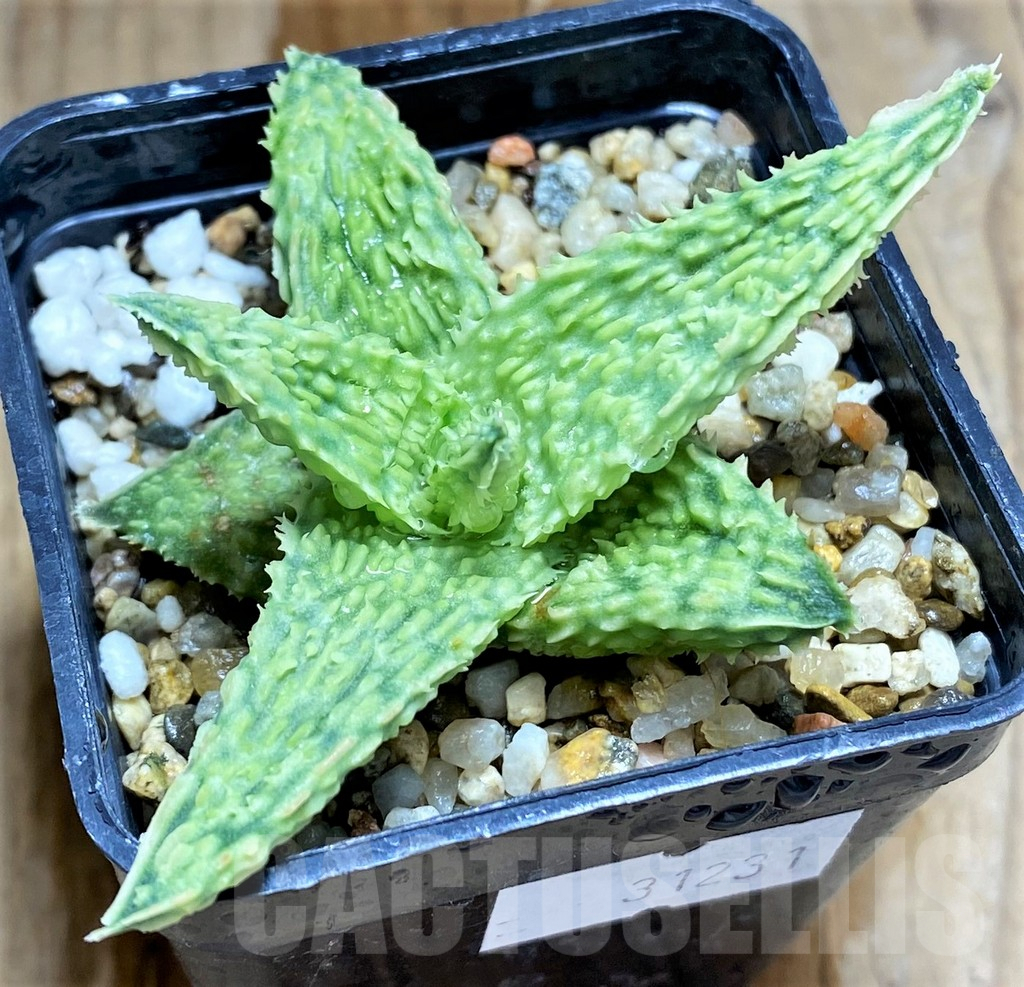 SHPR31231 Aloe TCT hybrid - Зображення 2
