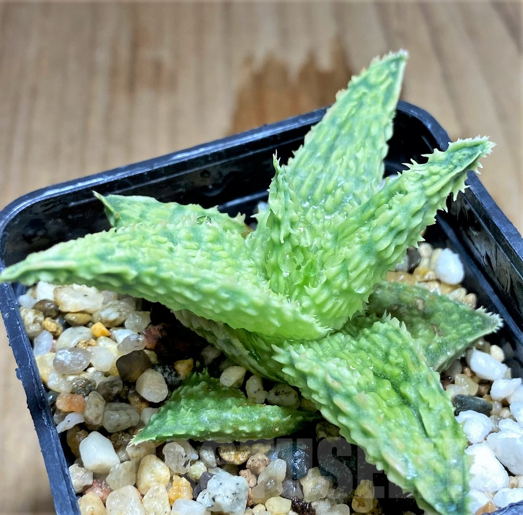 SHPR31231 Aloe TCT hybrid