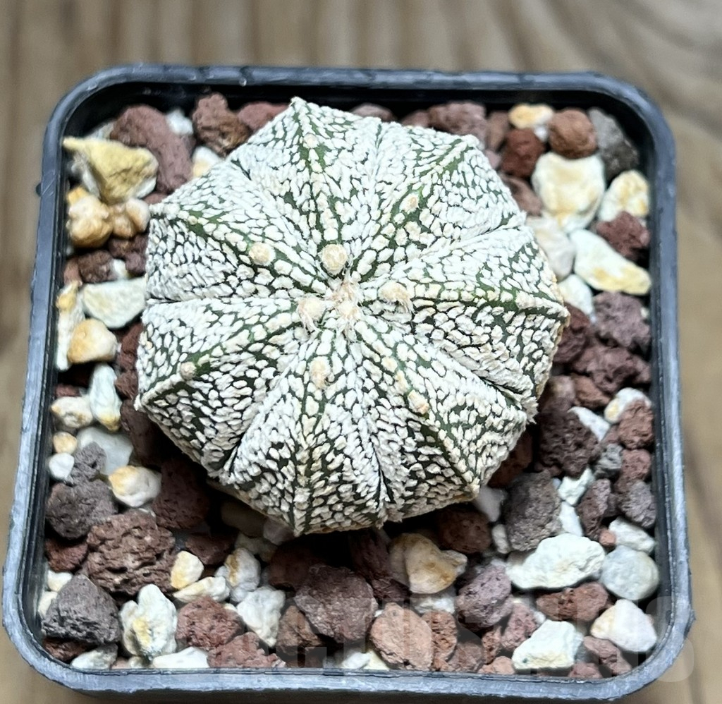 SHPR30616 Astrophytum asterias ‘Super kabuto’ x myriostigma ‘Onzuka’ - Image 2