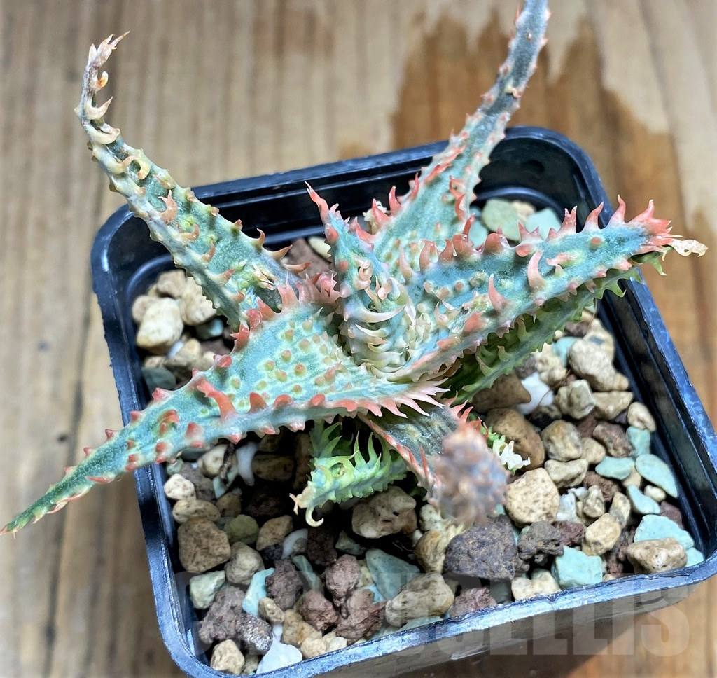 SHPR31232 Aloe TCT hybrid - Зображення 2