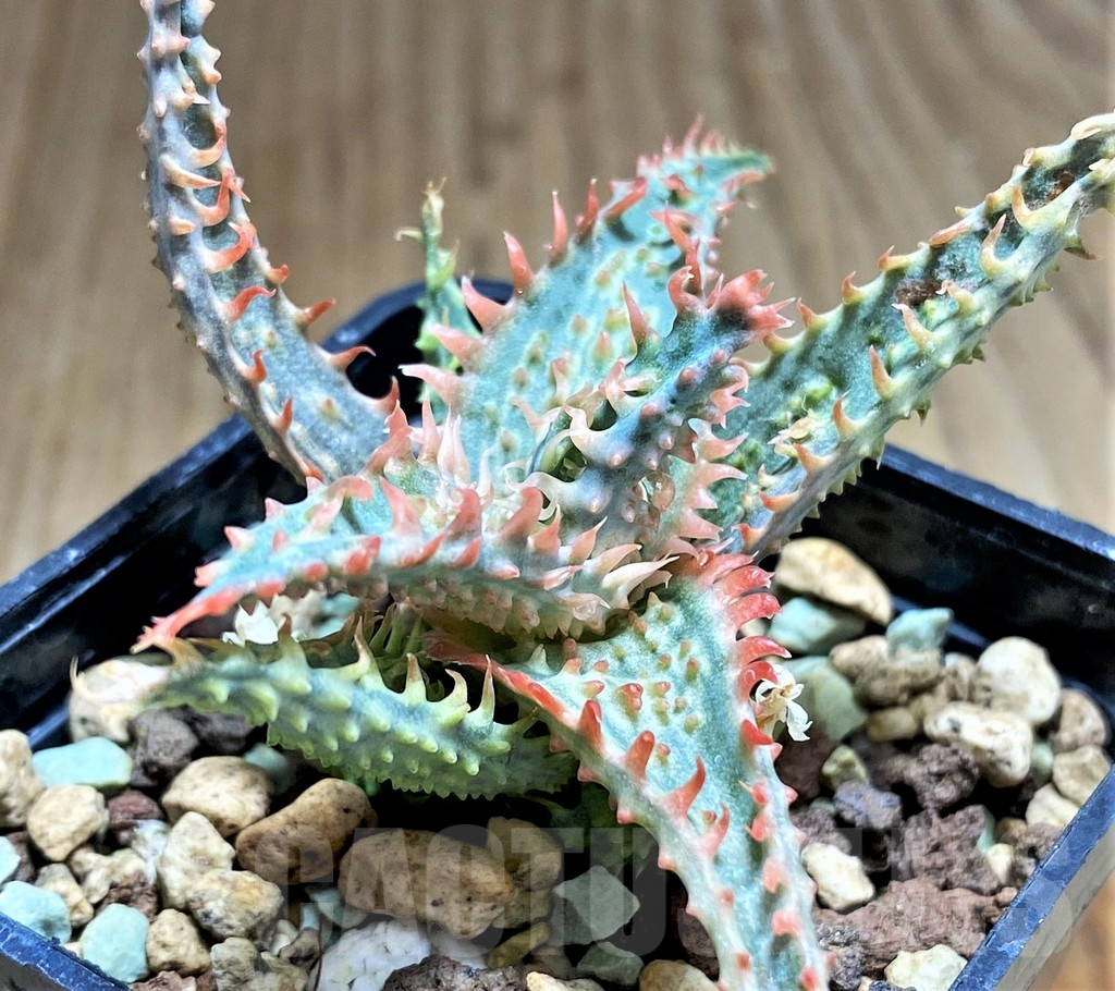 SHPR31232 Aloe TCT hybrid