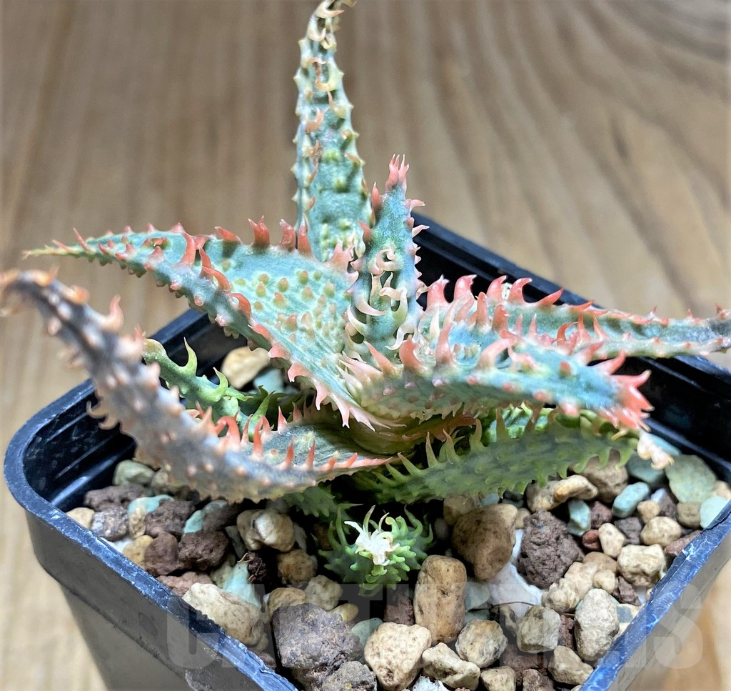 SHPR31232 Aloe TCT hybrid - Зображення 3