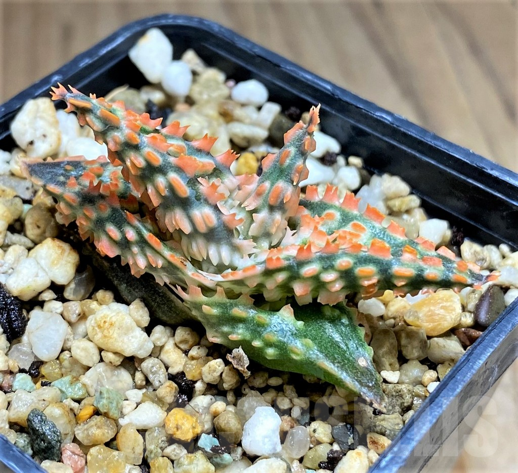 SHPR31233 Aloe TCT hybrid