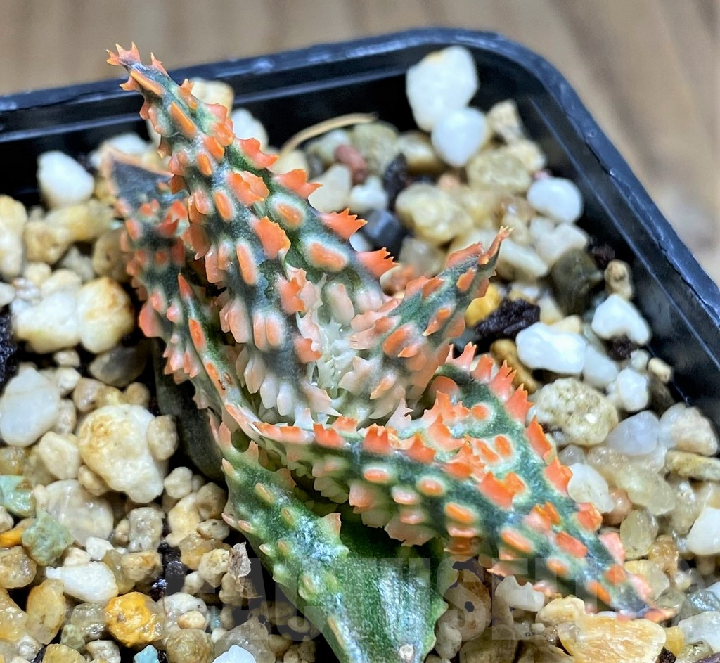 SHPR31233 Aloe TCT hybrid - immagine 3