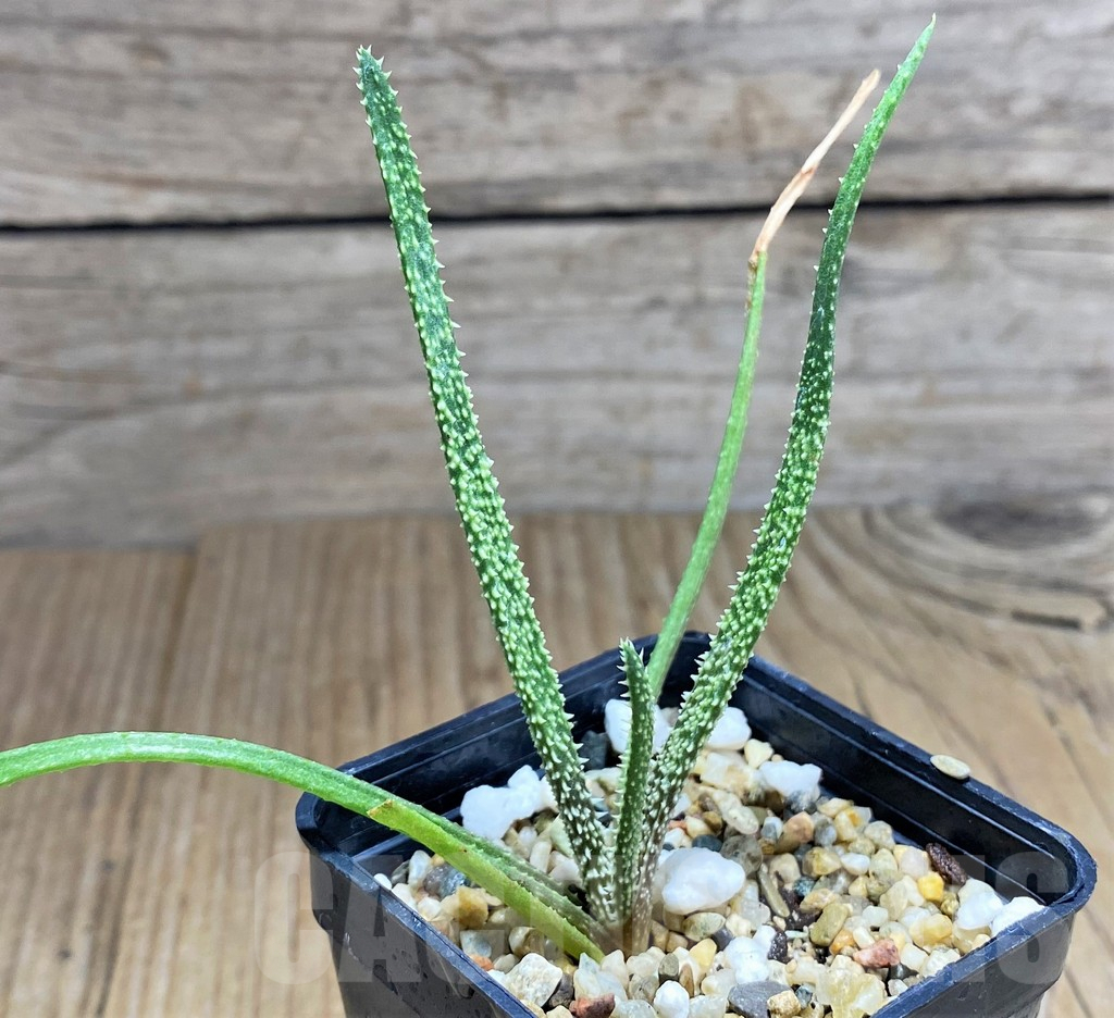 SHPR31235 Aloe delicatifolia - immagine 2