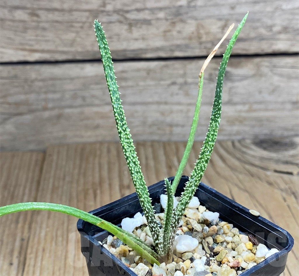 SHPR31235 Aloe delicatifolia