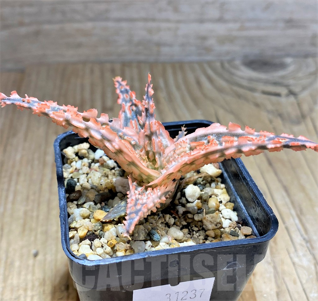 SHPR31237 Aloe TCT hybrid - immagine 2