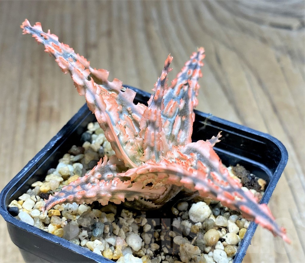 SHPR31237 Aloe TCT hybrid