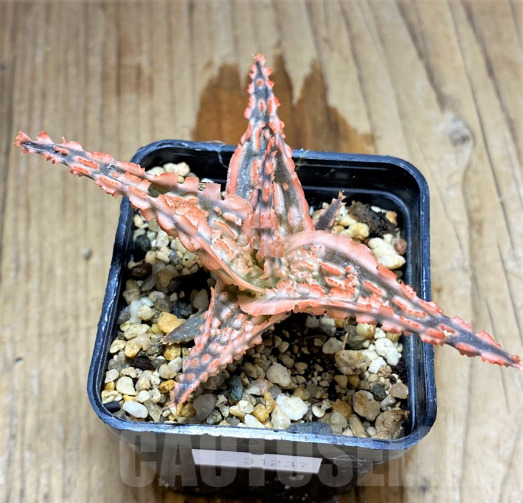 SHPR31237 Aloe TCT hybrid - immagine 3