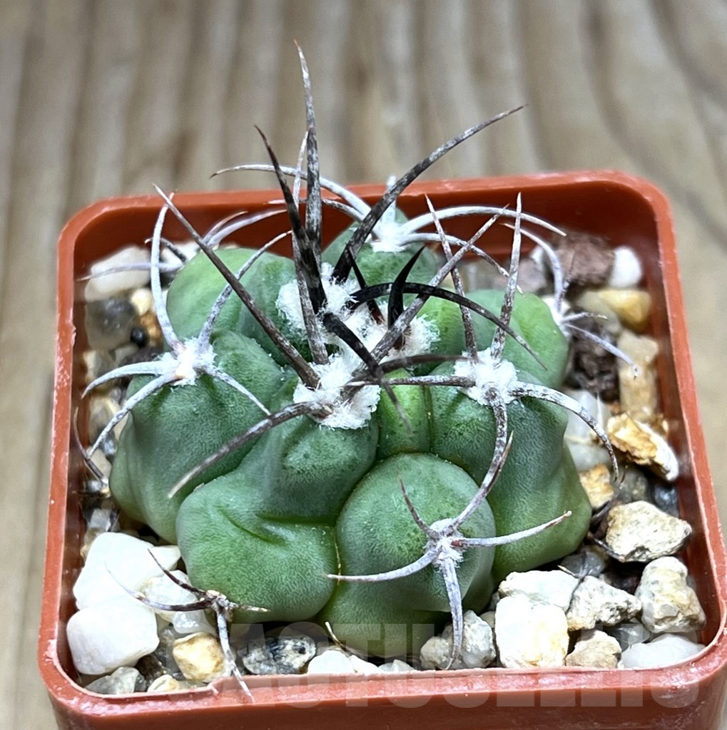 SHPR30630 Gymnocalycium mostii v. miradorense TOM 15-745/1