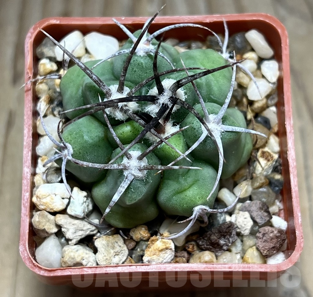 SHPR30630 Gymnocalycium mostii v. miradorense TOM 15-745/1 - 画像 (2)