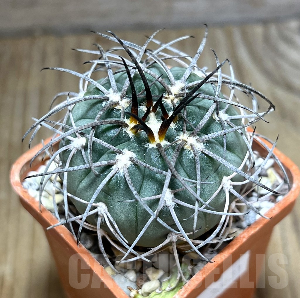 SHPR30631 Gymnocalycium spegazzinii