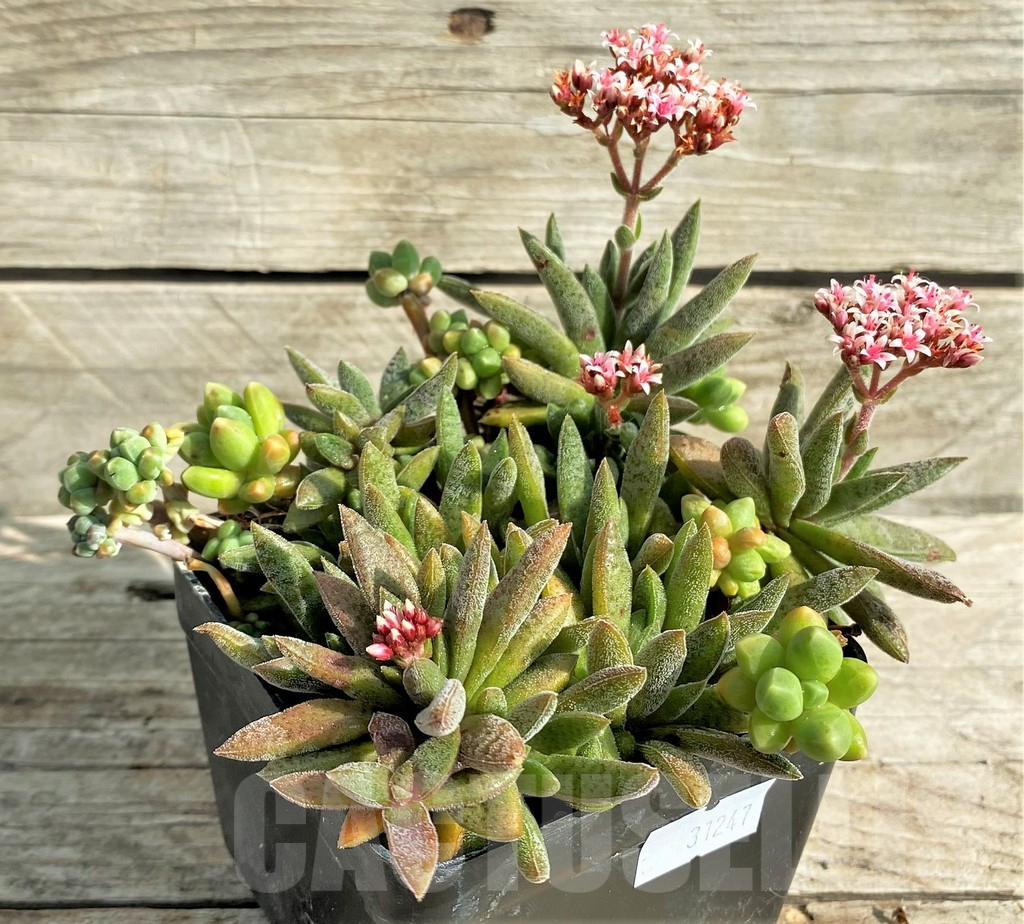 SHPR31247 Crassula justi-corderoyi - Image 2