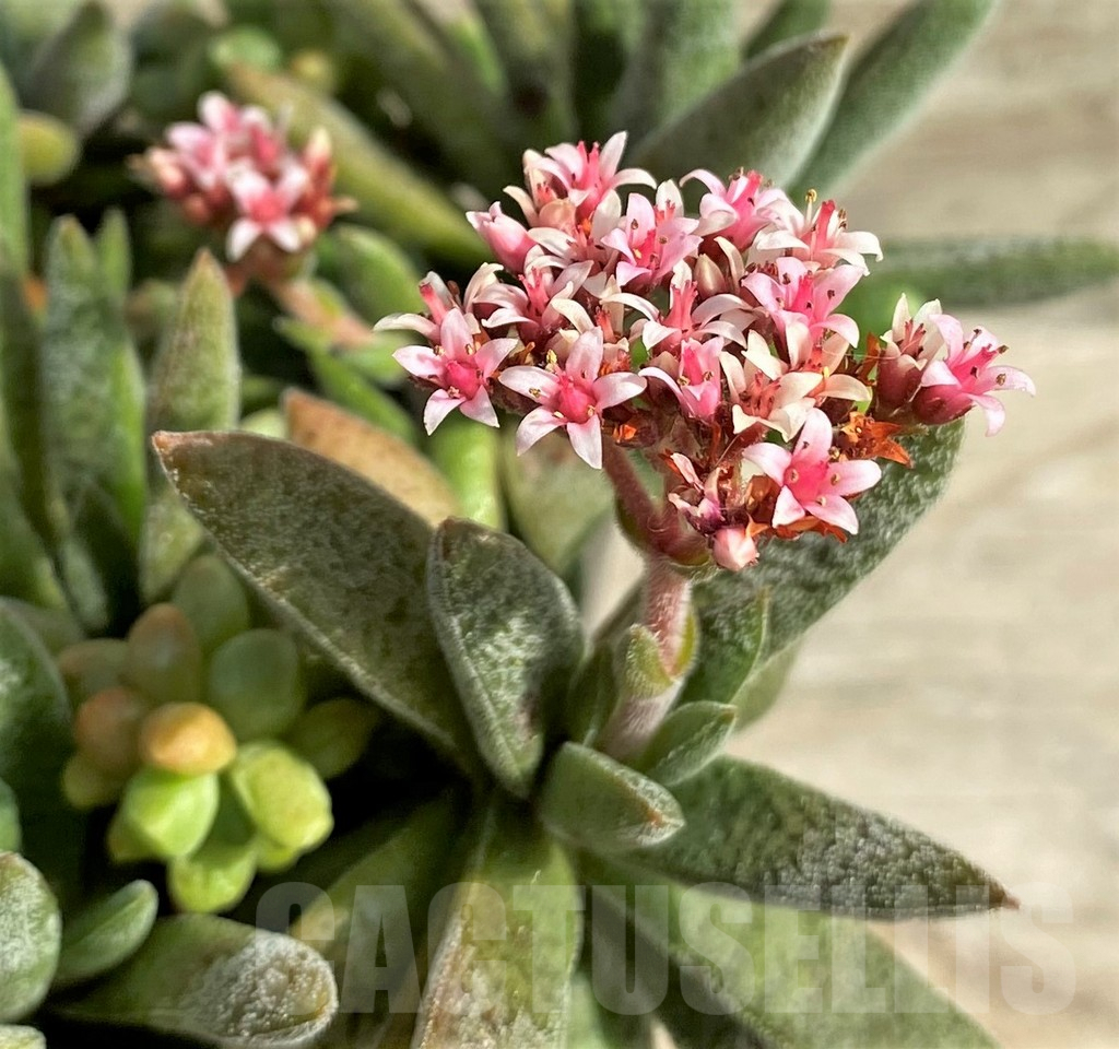 SHPR31247 Crassula justi-corderoyi