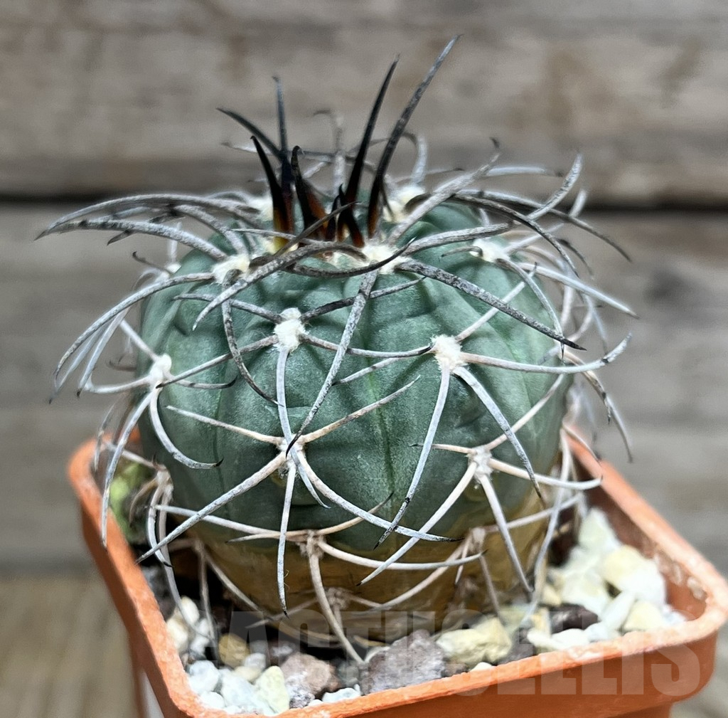 SHPR30631 Gymnocalycium spegazzinii - 画像 (2)