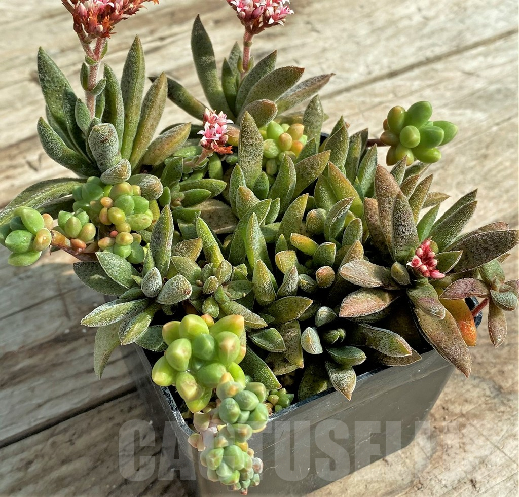 SHPR31247 Crassula justi-corderoyi - Image 3