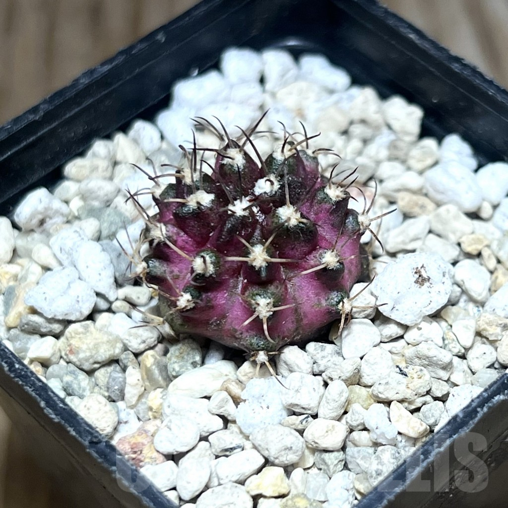 SHPR30632 Gymnocalycium mihanovichii ‘T-lux’