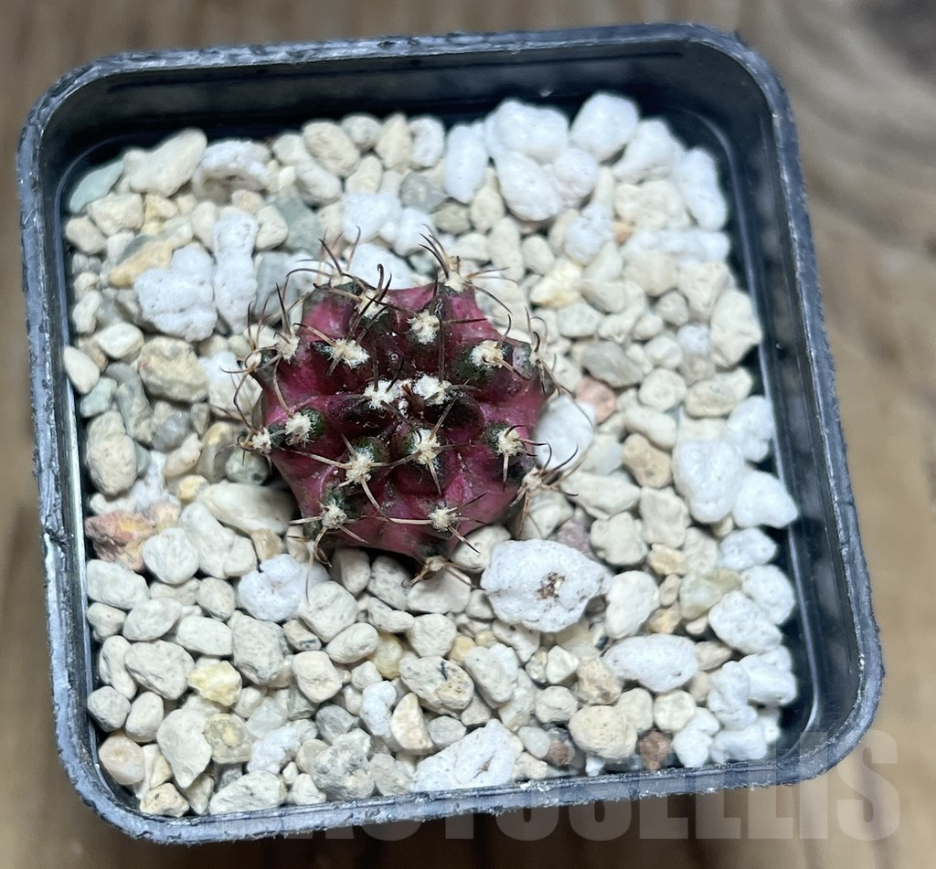 SHPR30632 Gymnocalycium mihanovichii ‘T-lux’ - Image 2