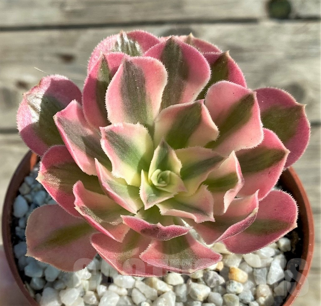 SHPR31204 Aeonium 'Pink Witch'