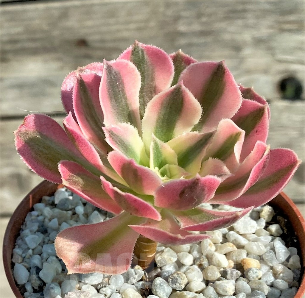 SHPR31204 Aeonium 'Pink Witch' - Image 2