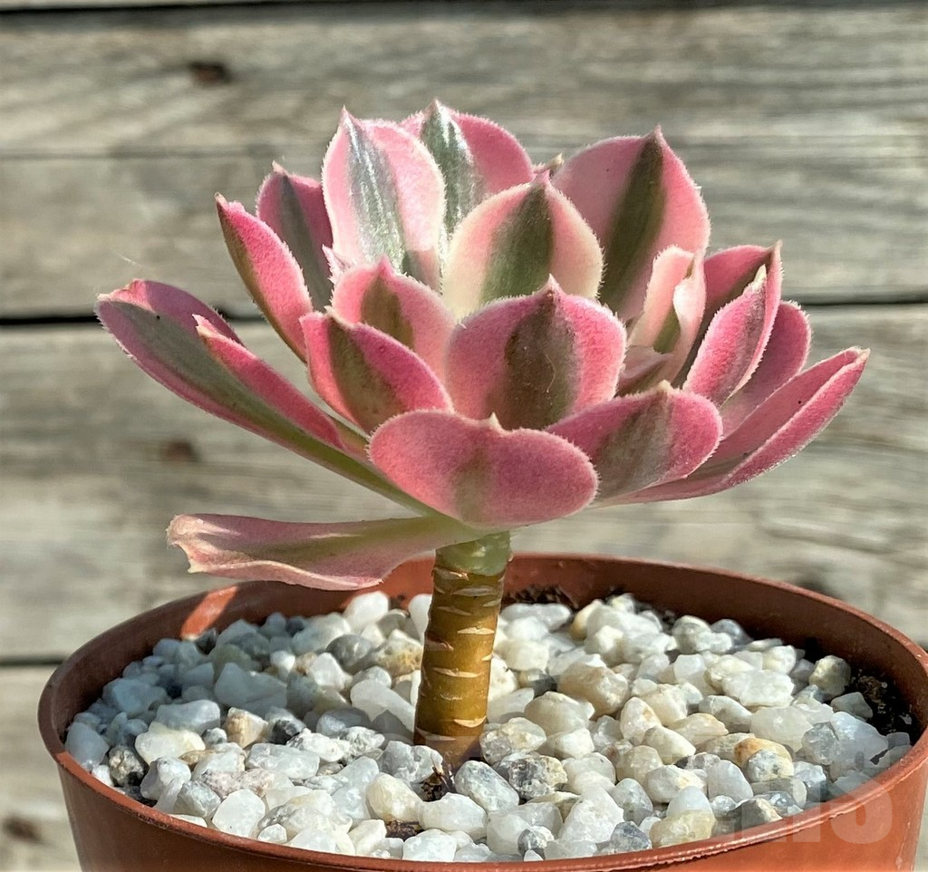 SHPR31204 Aeonium 'Pink Witch' - Image 3