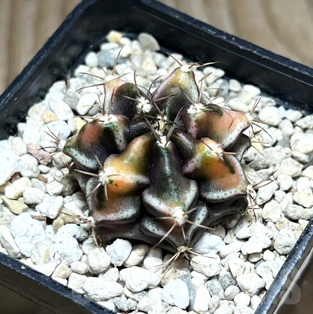 SHPR30634 Gymnocalycium mihanovichii ‘Bear beer’