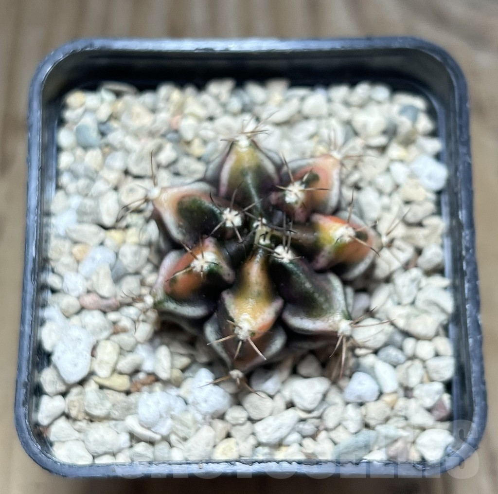 SHPR30634 Gymnocalycium mihanovichii ‘Bear beer’ - Зображення 2