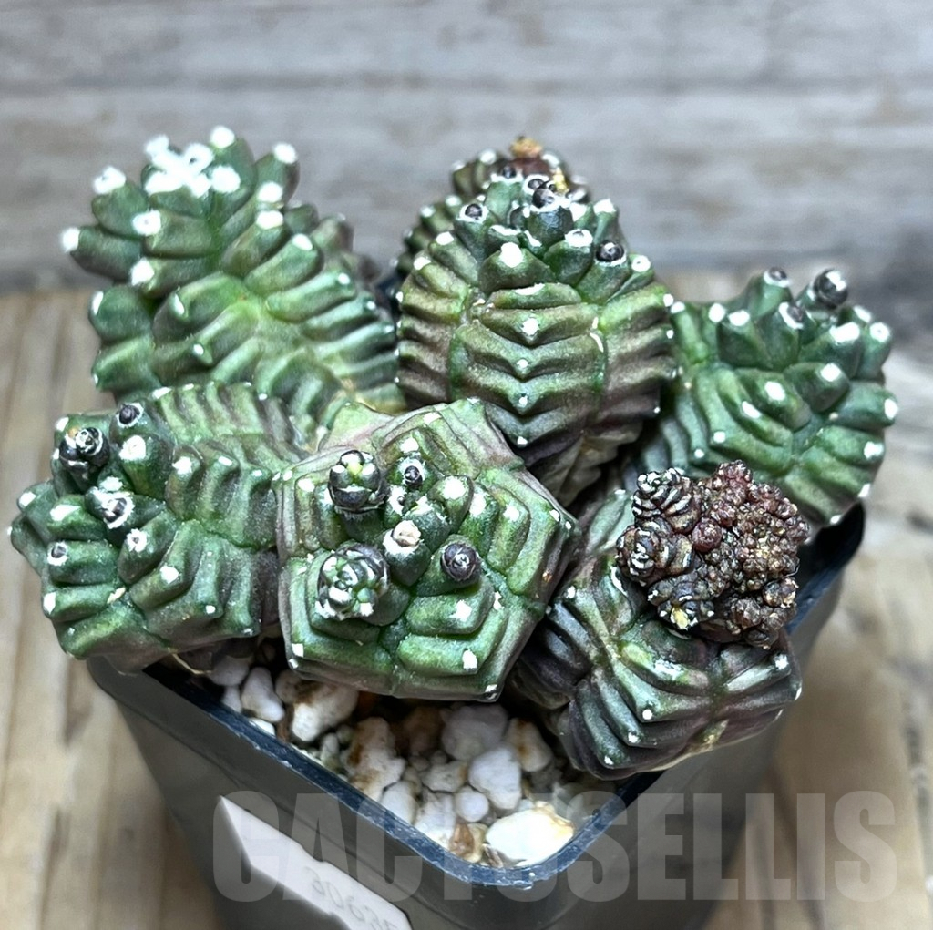 SHPR30635 Gymnocalycium mihanovichii ‘Transformer’