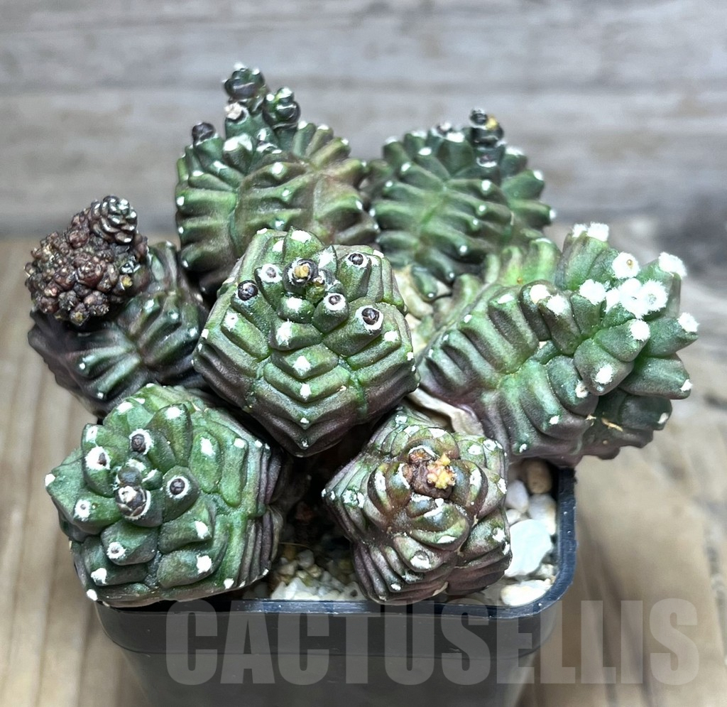 SHPR30635 Gymnocalycium mihanovichii ‘Transformer’ - Зображення 2
