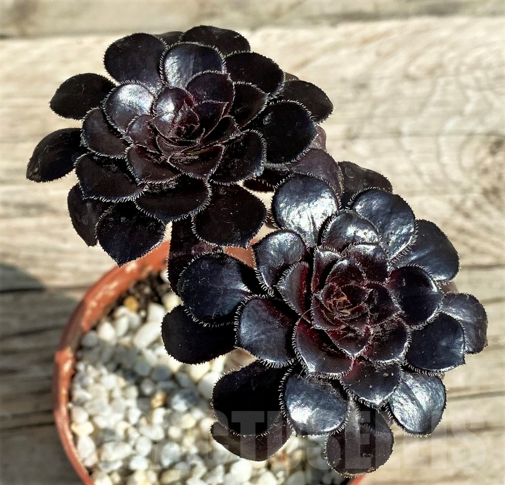 SHPR31206 Aeonium 'Schwarzkopf'
