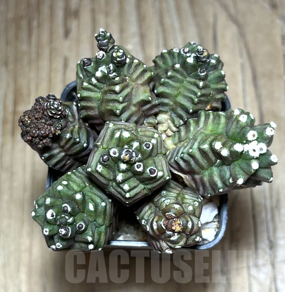 SHPR30635 Gymnocalycium mihanovichii ‘Transformer’ - Зображення 3