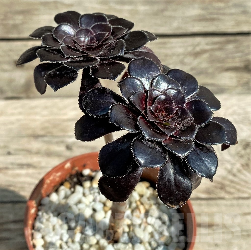 SHPR31206 Aeonium 'Schwarzkopf' - Image 2