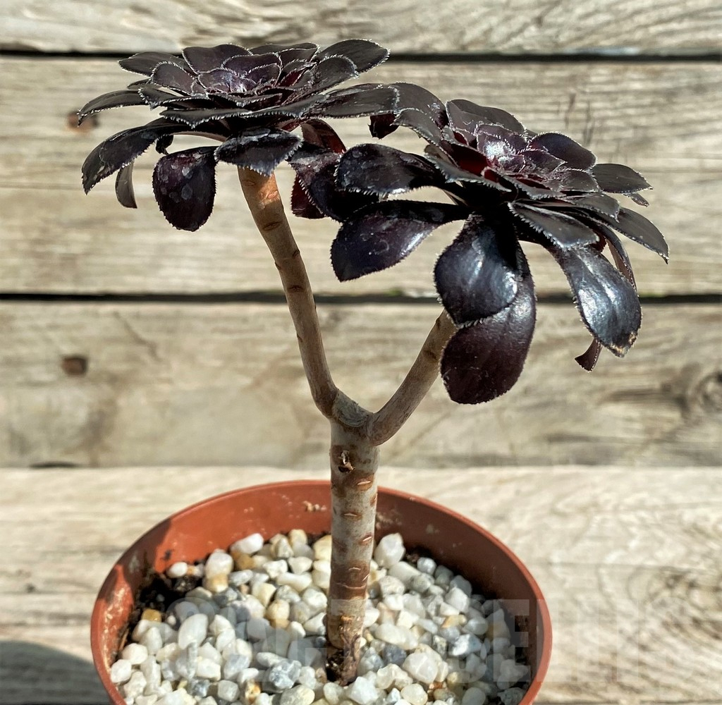 SHPR31206 Aeonium 'Schwarzkopf' - Image 3