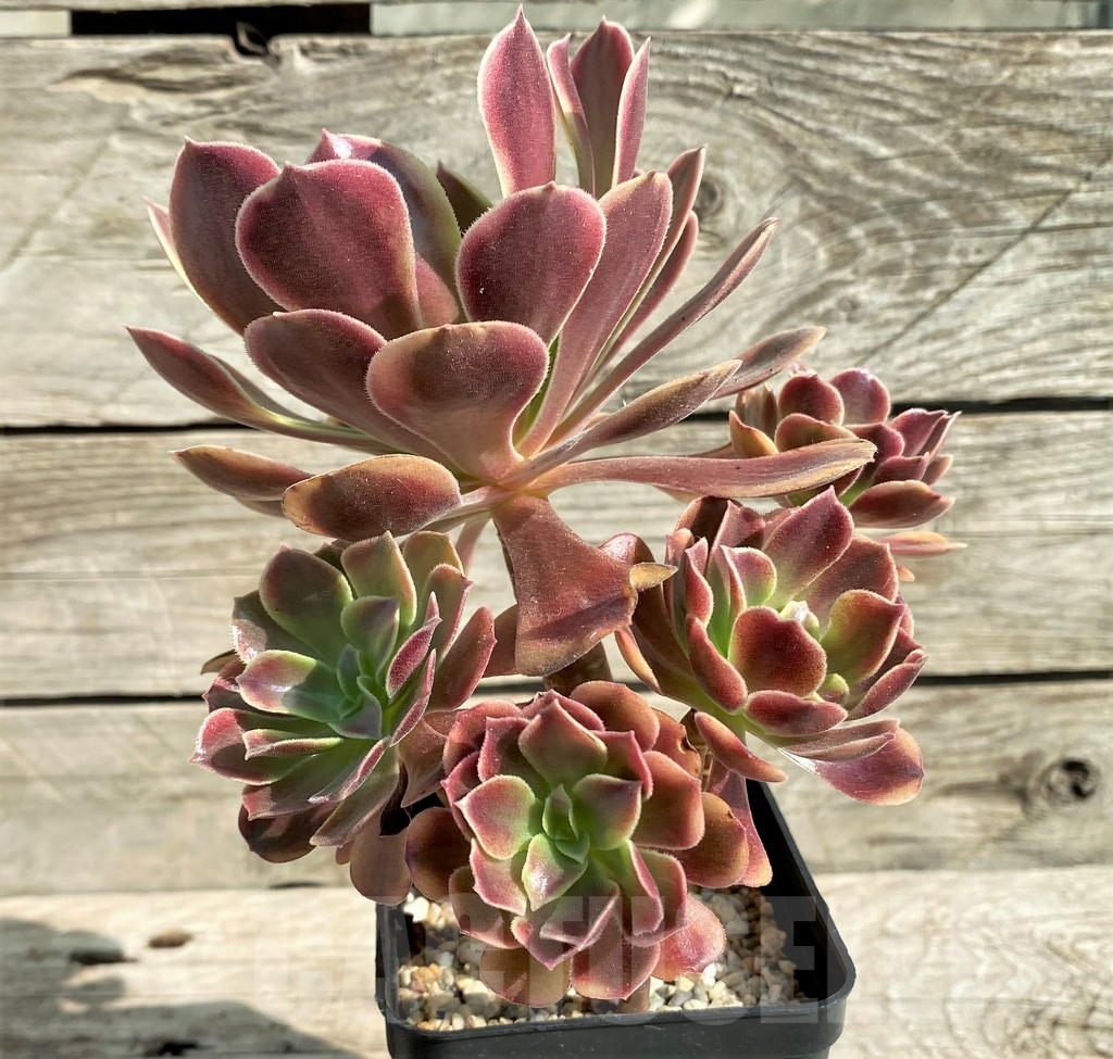 SHPR31207 Aeonium 'Superbang' - Obrázek 2