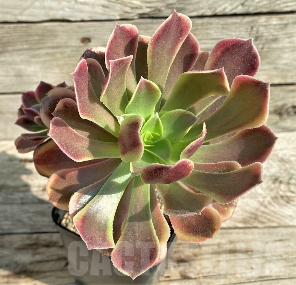 SHPR31207 Aeonium 'Superbang'