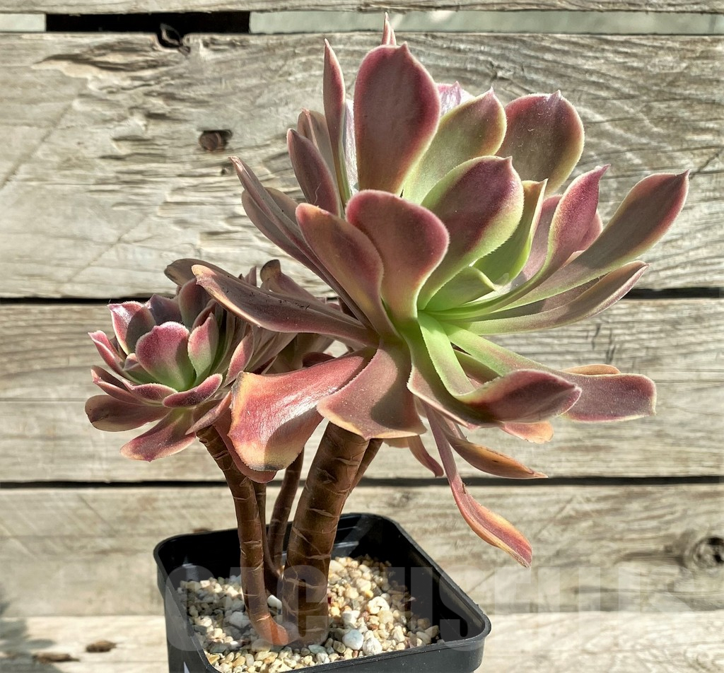 SHPR31207 Aeonium 'Superbang' - Obrázek 3