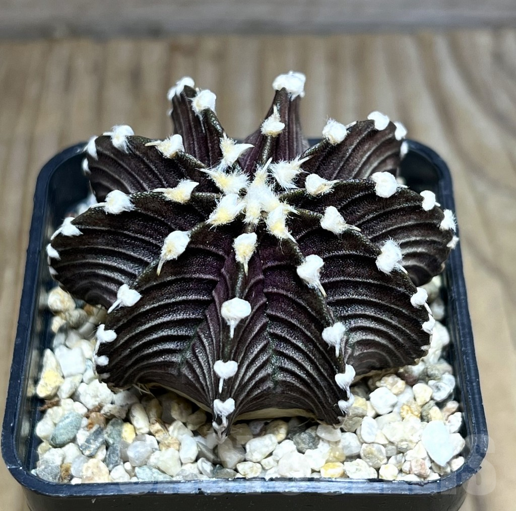 SHPR30637 Gymnocalycium friedrichii VOS 1241