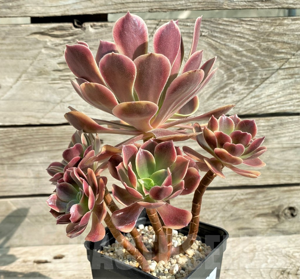 SHPR31207 Aeonium 'Superbang' - Obrázek 4