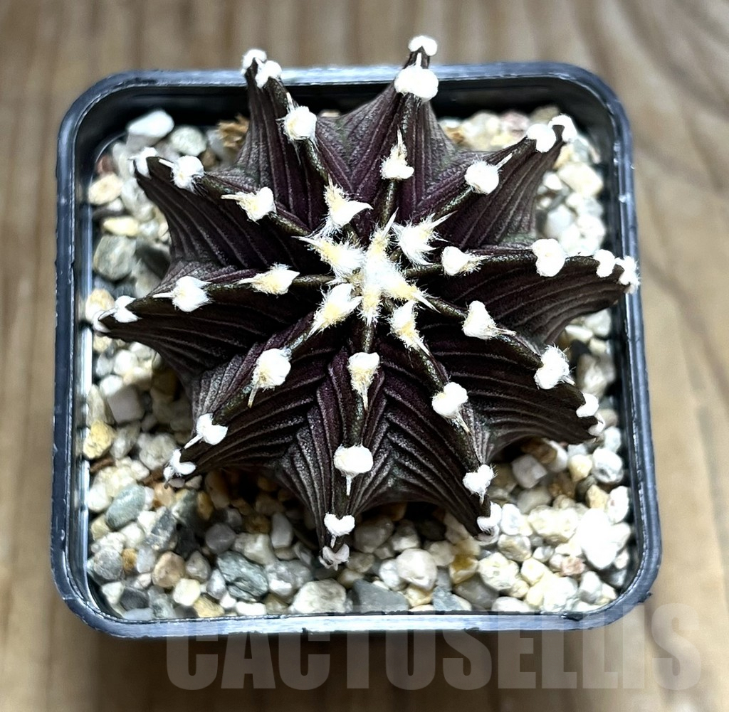 SHPR30637 Gymnocalycium friedrichii VOS 1241 - Зображення 2
