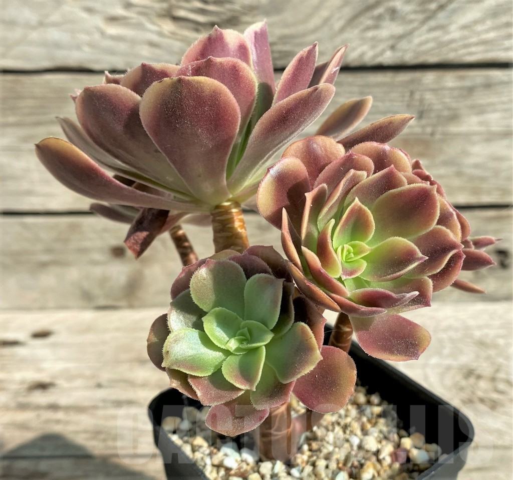 SHPR31208 Aeonium 'Superbang' - Image 2