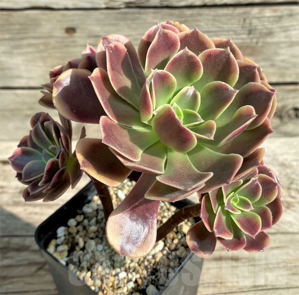 SHPR31208 Aeonium 'Superbang'