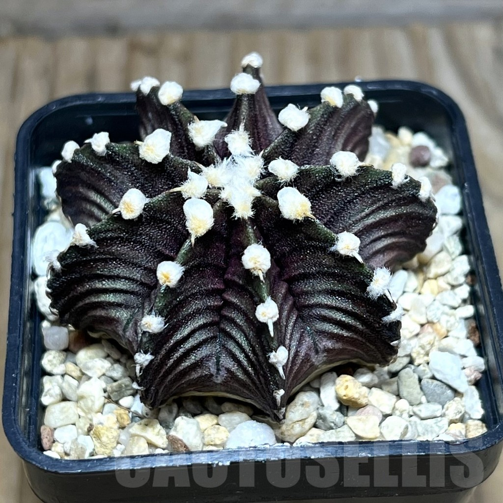 SHPR30638 Gymnocalycium friedrichii VOS 1241