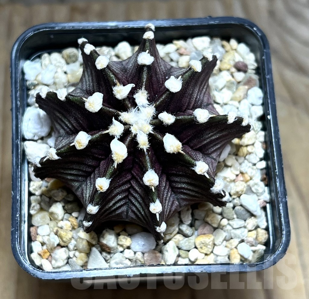 SHPR30638 Gymnocalycium friedrichii VOS 1241 - immagine 2