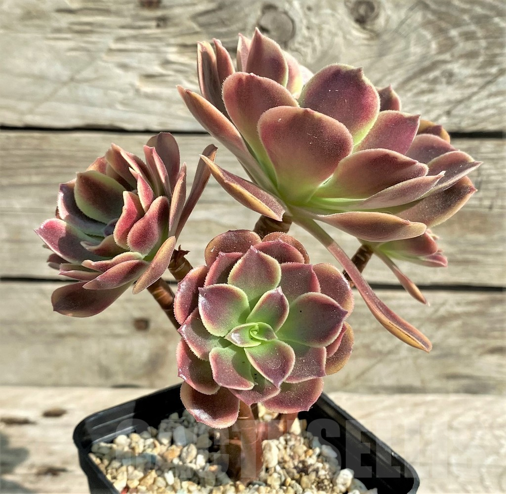 SHPR31208 Aeonium 'Superbang' - Image 3