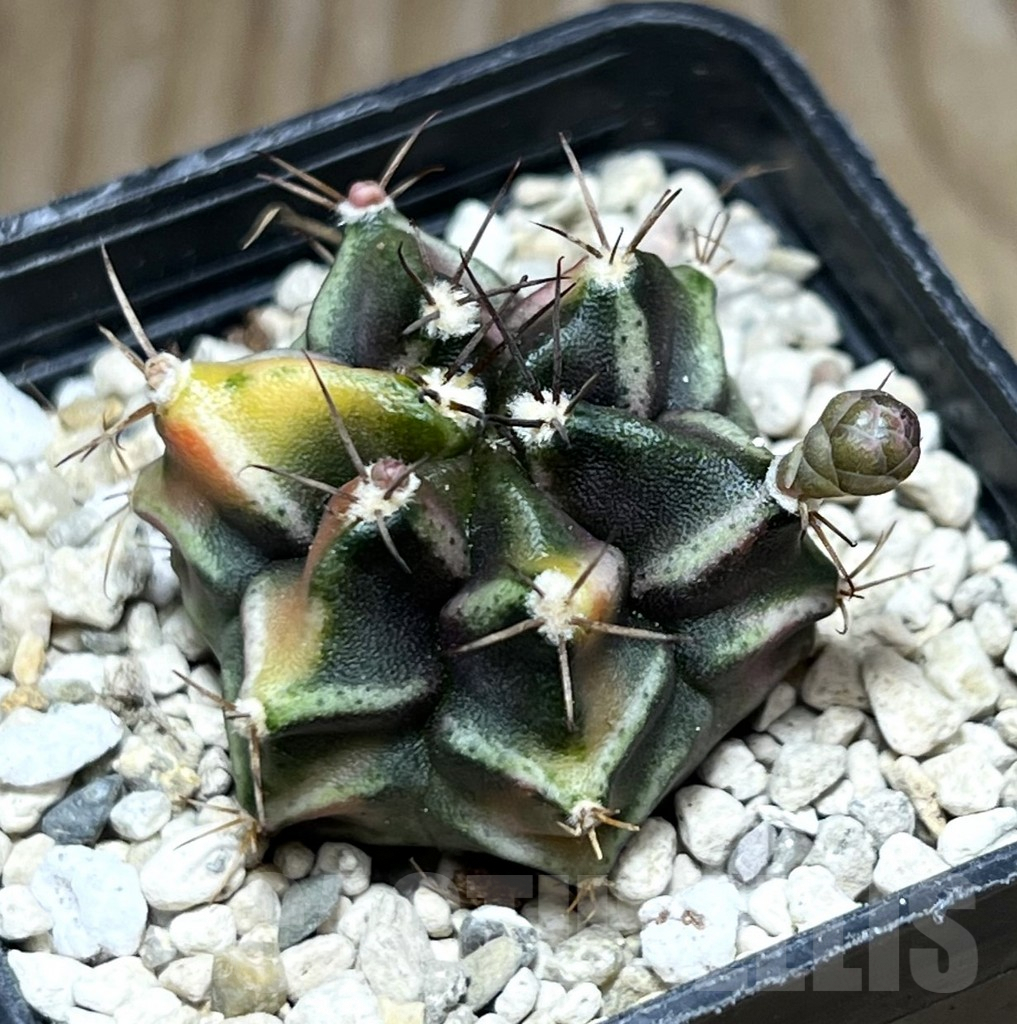 SHPR30640 Gymnocalycium mihanovichii ‘Bear beer’