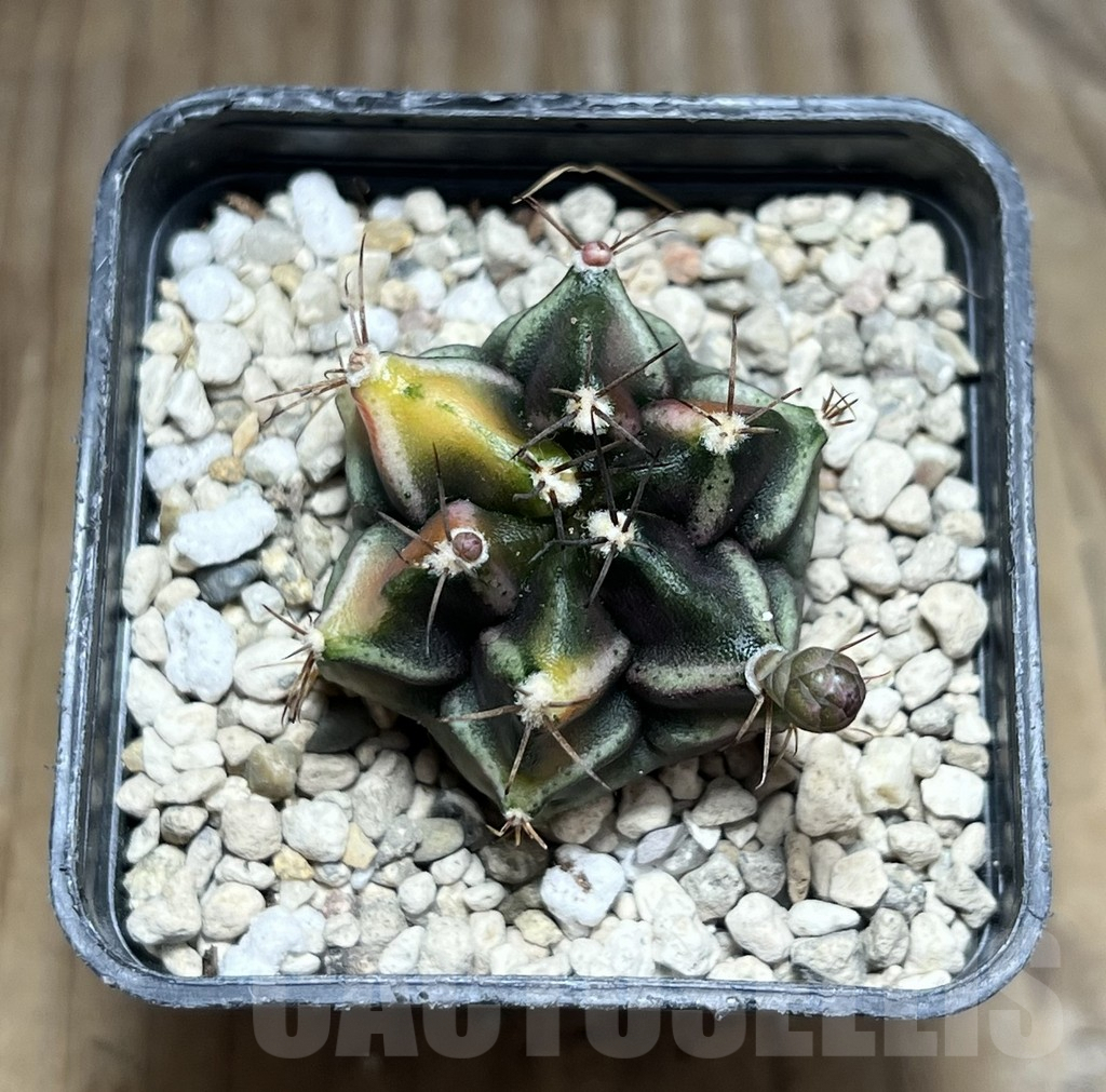 SHPR30640 Gymnocalycium mihanovichii ‘Bear beer’ – Image 2