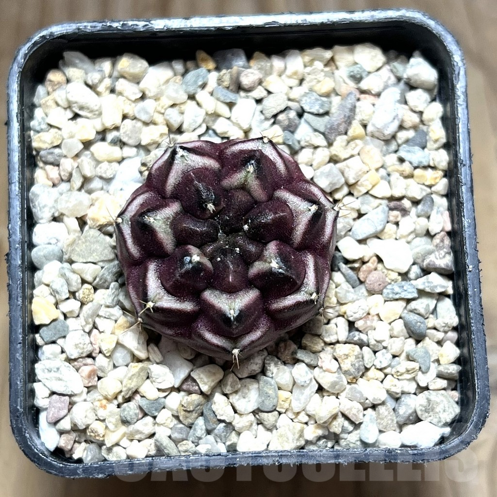 SHPR30642 Gymnocalycium mihanovichii ‘Day dream’, seedling - immagine 2