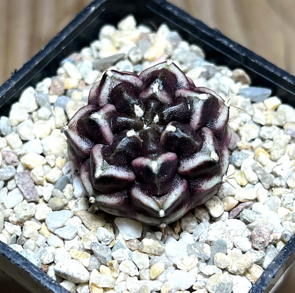 SHPR30643 Gymnocalycium mihanovichii ‘Day dream’, seedling