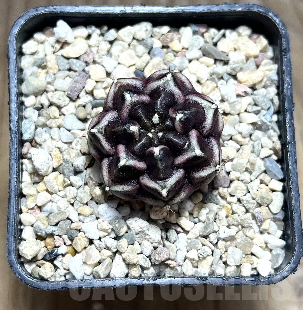 SHPR30643 Gymnocalycium mihanovichii ‘Day dream’, seedling - Image 2